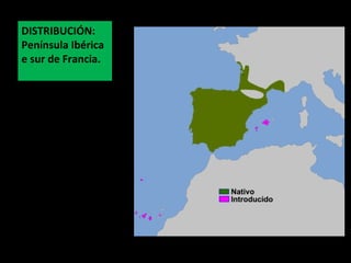 DISTRIBUCIÓN:
Península Ibérica
e sur de Francia.
 