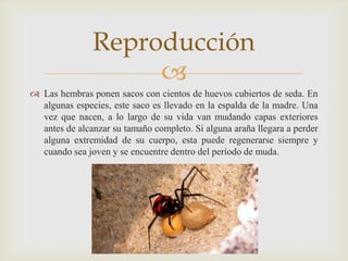 Reproducción

 Las hembras ponen sacos con cientos de huevos cubiertos de seda. En
algunas especies, este saco es llevado en la espalda de la madre. Una
vez que nacen, a lo largo de su vida van mudando capas exteriores
antes de alcanzar su tamaño completo. Si alguna araña llegara a perder
alguna extremidad de su cuerpo, esta puede regenerarse siempre y
cuando sea joven y se encuentre dentro del período de muda.

 