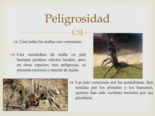Peligrosidad

 Casi todas las arañas son venenosas.
 Una mordedura de araña en piel
humana produce efectos locales, pero
en otras especies más peligrosas, se
presenta necrosis o muerte de tejido.
 Las más venenosas son las australianas. Son
temidas por los primates y los humanos,
quienes han sido víctimas mortales por sus
picaduras.

 
