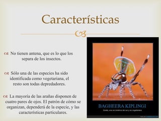 Características

 No tienen antena, que es lo que los
separa de los insectos.
 Sólo una de las especies ha sido
identificada como vegetariana, el
resto son todas depredadores.

 La mayoría de las arañas disponen de
cuatro pares de ojos. El patrón de cómo se
organizan, dependerá de la especie, y las
características particulares.

 