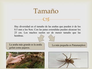 Tamaño

Hay diversidad en el tamaño de las arañas que pueden ir de los
0.5 mm a los 9cm. Con las patas extendidas pueden alcanzar los
25 cm. Los machos suelen ser de menor tamaño que las
hembras.

La araña más grande es la araña
goliat come pajaros.

La más pequeña es Patumarplesi.

 