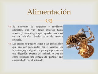 Alimentación

 Se alimentan de pequeños y medianos
animales, que van desde insectos hasta
ratones y murciélagos que quedan atorados
en sus telarañas. Suelen cazar de manera
solitaria.
 Las arañas no pueden tragar a sus presas, sino
que una vez paralizadas por el veneno, les
inyectan jugos digestivos para que produzcan
una digestión externa del animal, lo que da
como resultado una especie de “papilla” que
es absorbido por el arácnido.

 