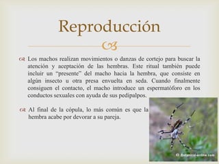 Reproducción

 Los machos realizan movimientos o danzas de cortejo para buscar la
atención y aceptación de las hembras. Este ritual también puede
incluir un “presente” del macho hacia la hembra, que consiste en
algún insecto u otra presa envuelta en seda. Cuando finalmente
consiguen el contacto, el macho introduce un espermatóforo en los
conductos sexuales con ayuda de sus pedipalpos.
 Al final de la cópula, lo más común es que la
hembra acabe por devorar a su pareja.

 