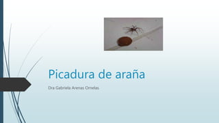 Picadura de araña
Dra Gabriela Arenas Ornelas
 
