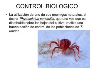 CONTROL BIOLOGICO
• La utilización de uno de sus enemigos naturales, el
ácaro Phytoseiulus persimilis, que una vez que es
distribuido sobre las hojas del cultivo, realiza una
buena acción de control de las poblaciones de T.
urticae.
 
