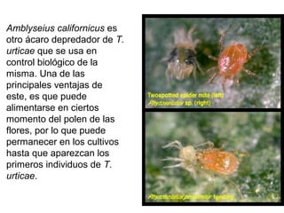 Amblyseius californicus es
otro ácaro depredador de T.
urticae que se usa en
control biológico de la
misma. Una de las
principales ventajas de
este, es que puede
alimentarse en ciertos
momento del polen de las
flores, por lo que puede
permanecer en los cultivos
hasta que aparezcan los
primeros individuos de T.
urticae.
 