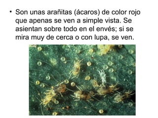 • Son unas arañitas (ácaros) de color rojo
que apenas se ven a simple vista. Se
asientan sobre todo en el envés; si se
mira muy de cerca o con lupa, se ven.
 