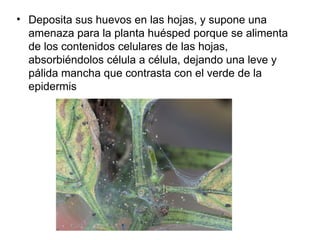 • Deposita sus huevos en las hojas, y supone una
amenaza para la planta huésped porque se alimenta
de los contenidos celulares de las hojas,
absorbiéndolos célula a célula, dejando una leve y
pálida mancha que contrasta con el verde de la
epidermis
 