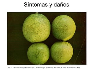 Síntomas y daños
 