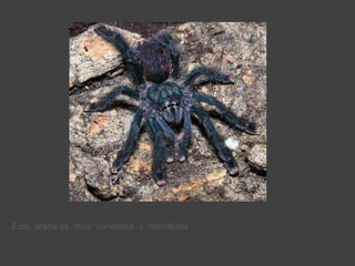 Esta  araña es  muy  venenosa  y  colmilluda  