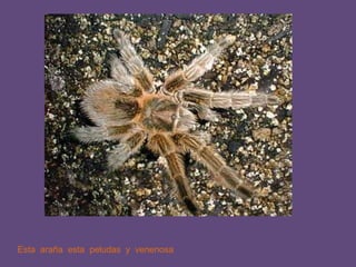 Esta  araña  esta  peludas  y  venenosa