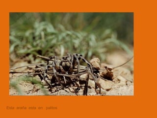 Esta  araña  esta  en   palitos