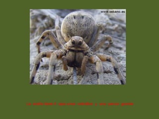 La  araña tiene 4  ojos unos  colmillos  y  una  panza  grande 