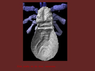 Esta  araña  es  de  roca   venenosa     