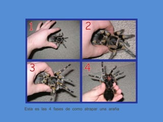 Esta  es  las  4  fases  de  como  atrapar  una  araña