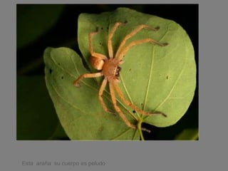 Esta  araña  su cuerpo es peludo