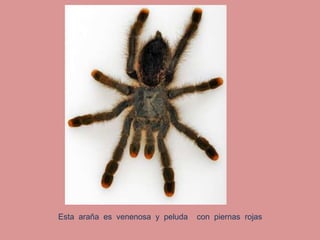 Esta  araña  es  venenosa  y  peluda    con  piernas  rojas    