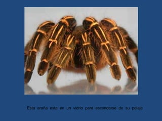 Esta  araña  esta  en  un  vidrio  para  esconderse  de  su  pelaje 