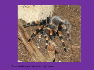 Esta  araña  esta  brincando  para comer     