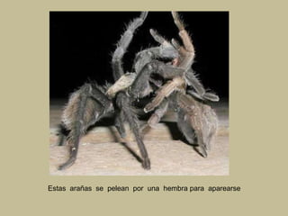 Estas  arañas  se  pelean  por  una  hembra para  aparearse   