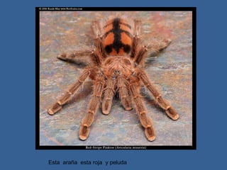 Esta  araña  esta roja  y peluda     