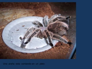 Una  araña  esta  comiendo en  un  plato