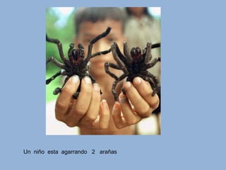 Un  niño  esta  agarrando   2   arañas