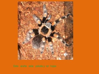 Esta   araña   esta   peluda y  en  hojas  