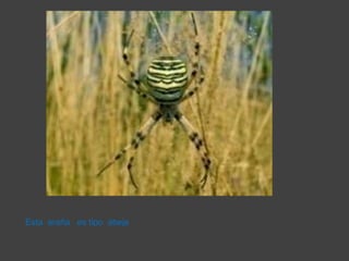 Esta  araña   es tipo  abeja  