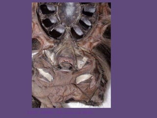 ESTA   ARAÑA   ES  como una PASA