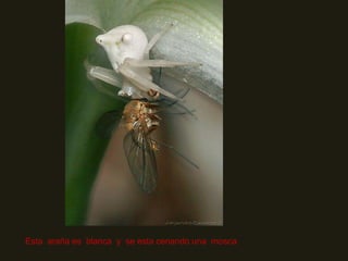 Esta  araña es  blanca  y  se esta cenando una  mosca       