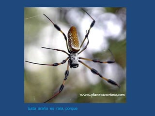 Esta  araña  es  rara, porque   