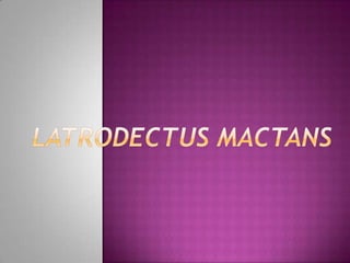 Latrodectusmactans 