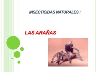 INSECTICIDAS NATURALES :  LAS ARAÑAS 