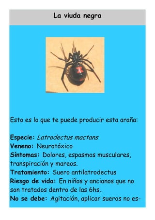 La viuda negra




Esto es lo que te puede producir esta araña:

Especie: Latrodectus mactans
Veneno: Neurotóxico
Síntomas: Dolores, espasmos musculares,
transpiración y mareos.
Tratamiento: Suero antilatrodectus
Riesgo de vida: En niños y ancianos que no
son tratados dentro de las 6hs.
No se debe: Agitación, aplicar sueros no es-
 