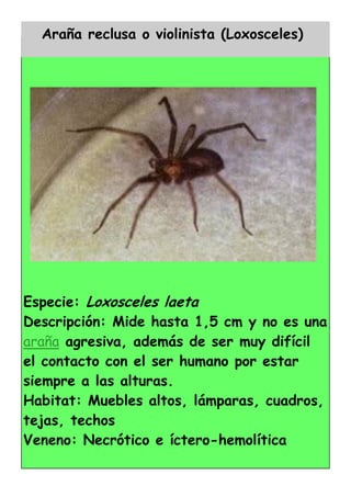 Araña reclusa o violinista (Loxosceles)




Especie: Loxosceles laeta
Descripción: Mide hasta 1,5 cm y no es una
araña agresiva, además de ser muy difícil
el contacto con el ser humano por estar
siempre a las alturas.
Habitat: Muebles altos, lámparas, cuadros,
tejas, techos
Veneno: Necrótico e íctero-hemolítica
 