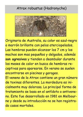 Atrax robustus (Hadronyche)




Originaria de Australia, su color es azul-negro
o marrón brillante con pelos aterciopelados.
Las hembras pueden alcanzar los 7 cm y los
machos son mas pequeños y delgados, además
son agresivos y tienden a deambular durante
los meses de calor en busca de hembras re-
ceptivas para aparearse. En verano se suelen
encontrarse en piscinas y garages.
El veneno de la Atrax contiene un gran número
de toxinas diferentes. La mordedura es ini-
cialmente muy dolorosa. La principal forma de
tratamiento se basa en el antídoto o antivene-
no. Este fue desarrollado en 1981 en Melbour-
ne y desde su introducción no se han registra-
do casos mortales.
 