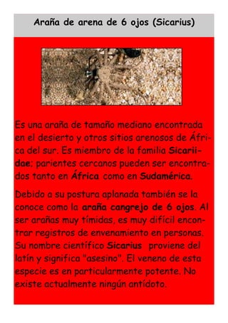 Araña de arena de 6 ojos (Sicarius)
             La viuda negra




Es una araña de tamaño mediano encontrada
en el desierto y otros sitios arenosos de Áfri-
ca del sur. Es miembro de la familia Sicarii-
dae; parientes cercanos pueden ser encontra-
dos tanto en África como en Sudamérica.
Debido a su postura aplanada también se la
conoce como la araña cangrejo de 6 ojos. Al
ser arañas muy tímidas, es muy difícil encon-
trar registros de envenamiento en personas.
Su nombre científico Sicarius proviene del
latín y significa "asesino". El veneno de esta
especie es en particularmente potente. No
existe actualmente ningún antídoto.
 