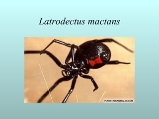 Latrodectus mactans
 