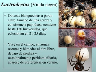 Lactrodectus (Viuda negra)
 • Ootecas blanquecinas a pardo
   claro, tamaño de una cereza y
   consistencia papirácea, contiene
   hasta 150 huevecillos, que
   eclosionan en 21-25 días.

 • Vive en el campo, en zonas
   oscuras y húmedas al aire libre,
   debajo de piedras y
   ocasionalmente peridomiciliaria,
   aparece de preferencia en verano.
 