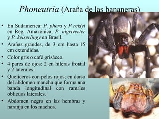 Phoneutria (Araña de las bananeras)
• En Sudamérica: P. phera y P reidyi
  en Reg. Amazónica; P. nigriventer
  y P. keiserlingy en Brasil.
• Arañas grandes, de 3 cm hasta 15
  cm extendidas.
• Color gris o café grisáceo.
• 4 pares de ojos: 2 en hileras frontal
  y 2 laterales.
• Quelíceros con pelos rojos; en dorso
  del abdomen mancha que forma una
  banda longitudinal con ramales
  oblicuos laterales.
• Abdomen negro en las hembras y
  naranja en los machos.
 