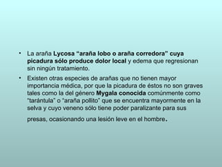 •   La araña Lycosa “araña lobo o araña corredora” cuya
    picadura sólo produce dolor local y edema que regresionan
    sin ningún tratamiento.
•   Existen otras especies de arañas que no tienen mayor
    importancia médica, por que la picadura de éstos no son graves
    tales como la del género Mygala conocida comúnmente como
    “tarántula” o “araña pollito” que se encuentra mayormente en la
    selva y cuyo veneno sólo tiene poder paralizante para sus
    presas, ocasionando una lesión leve en el hombre .
 