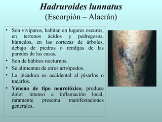 Hadruroides lunnatus
                 (Escorpión – Alacrán)
• Son vivíparos, habitan en lugares oscuros,
  en terrenos ácidos y pedregosos,
  húmedos, en las cortezas de árboles,
  debajo de piedras o rendijas de las
  paredes de las casas.
• Son de hábitos nocturnos.
• Se alimentan de otros artrópodos.
• La picadura es accidental al pisarlos o
  tocarlos.
• Veneno de tipo neurotóxico, produce
  dolor intenso e inflamación local,
  raramente     presenta     manifestaciones
  generales.
 