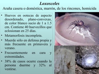 Loxosceles
 Araña casera o doméstica, marrón, de los rincones, homicida
• Huevos en ootecas de aspecto
  desordenado, plano-convexas,
  de color blanco sucio de 1 a 1.5
  cm. Contiene 40 huevecillos que
  eclosionan en 25 días.
• Metamorfosis incompleta.
• Muerde sólo en defensa propia y
  más frecuente en primavera y
  verano.
• Frecuentemente en cara y
  extremidades.
• 38% de casos ocurre cuando la
  persona duerme y 32% al
  vestirse.
 
