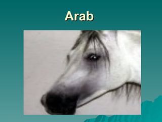 Arab   