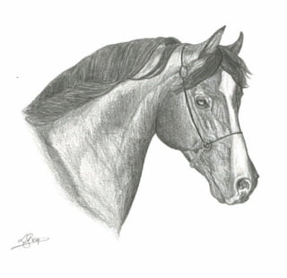 Detailed pencil drawn artwork - Arab Stallion