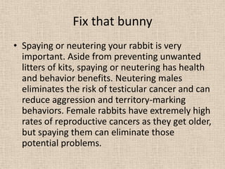 A rabbit guide | PPTX