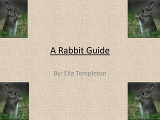 A Rabbit Guide
By: Ella Templeton
 