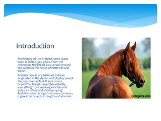 Arabian horse | PPTX