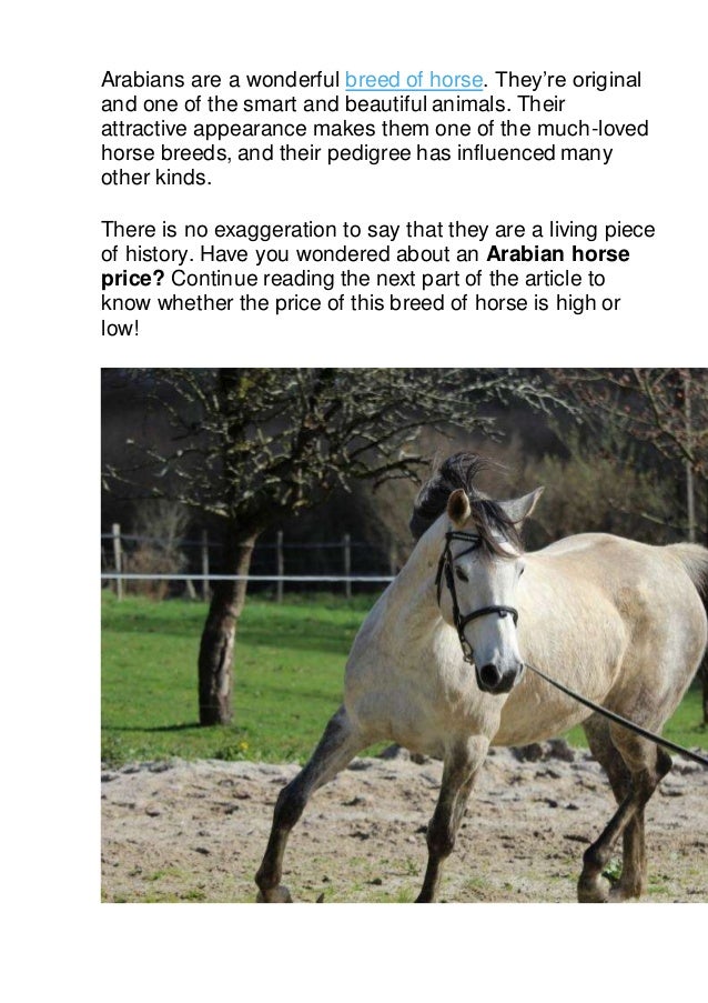 Arabian Horse Price How Much Do They Cost?